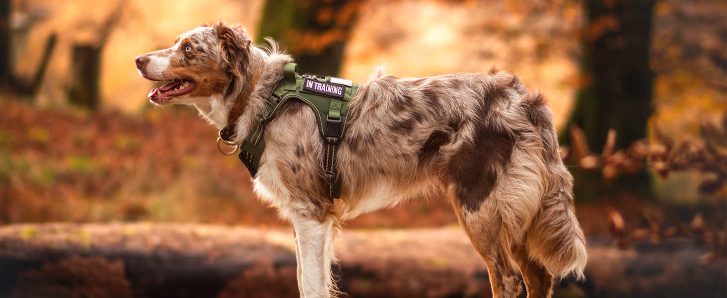 dog harness