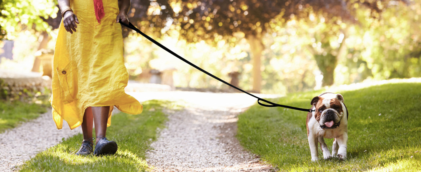 dog leash
