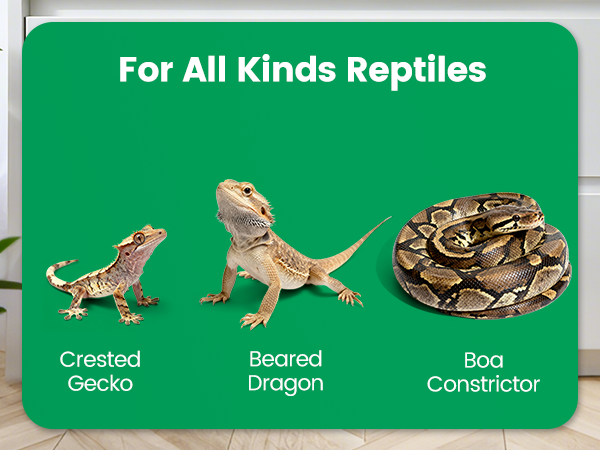 Reptile Mister