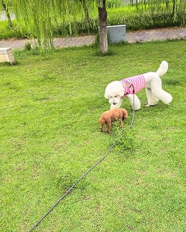 long dog leash black