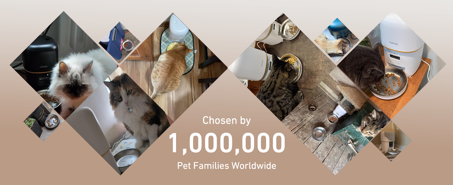 automatic cat feeder buyer show