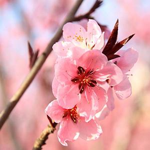 100% Raw Dried Peaches Flowers