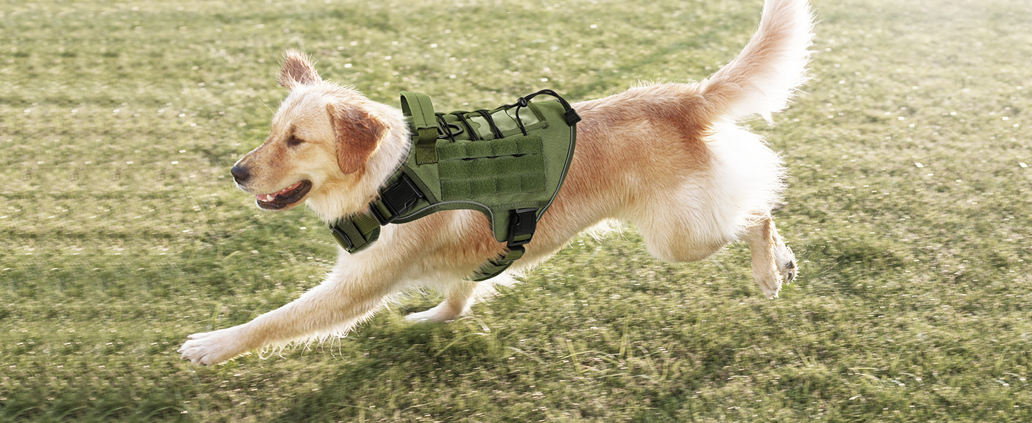 dog harness