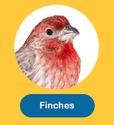 Finches