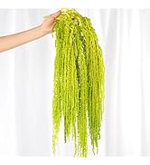 Jtoder 5Pcs Dried Amaranthus Hanging Flowers, Natural Preserved Flower for Wedding Arch, Exhibiti...