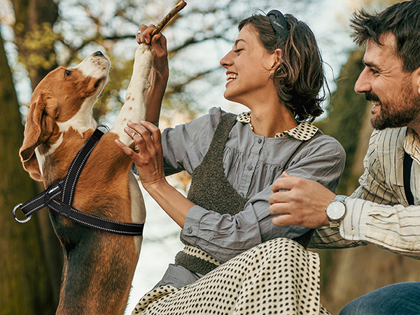 dog harness