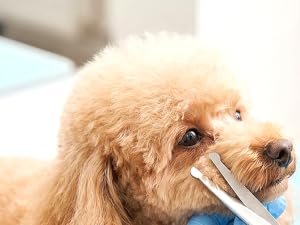 great for dog grooming
