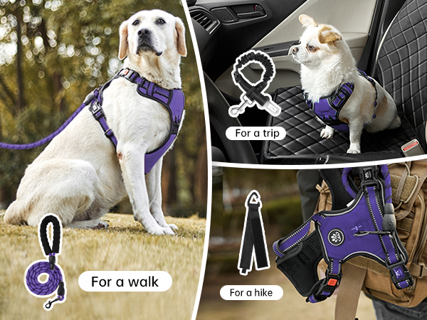 dog harness