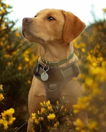 Harnesses