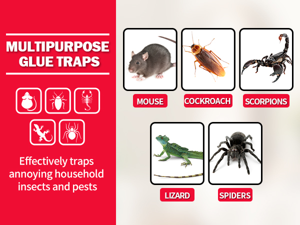 Non Toxic Bulk Pre-Baited Glue Boards