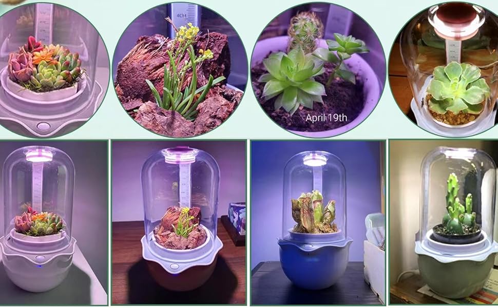 venus fly trap terrarium