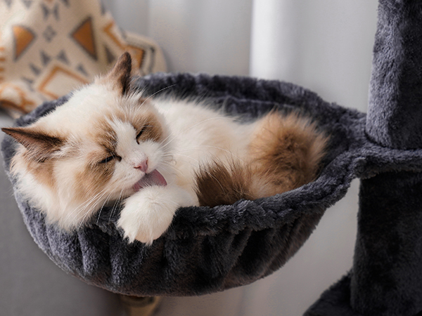 CAT TREE