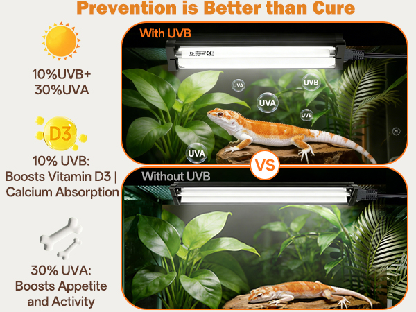 UVB Reptile Light can Vitamin D3 synthesis, calcium absorption, Metabolic Bone Disease prevention