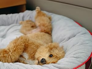 TempIQ Remote Wi-Fi Temperature and Humidity Sensor by SafeSense