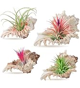 ANPHSIN 4 Pack Conch Sea Shell Air Plant Holders- 4-5 inches Natural Airplant Pot, Decorative Til...