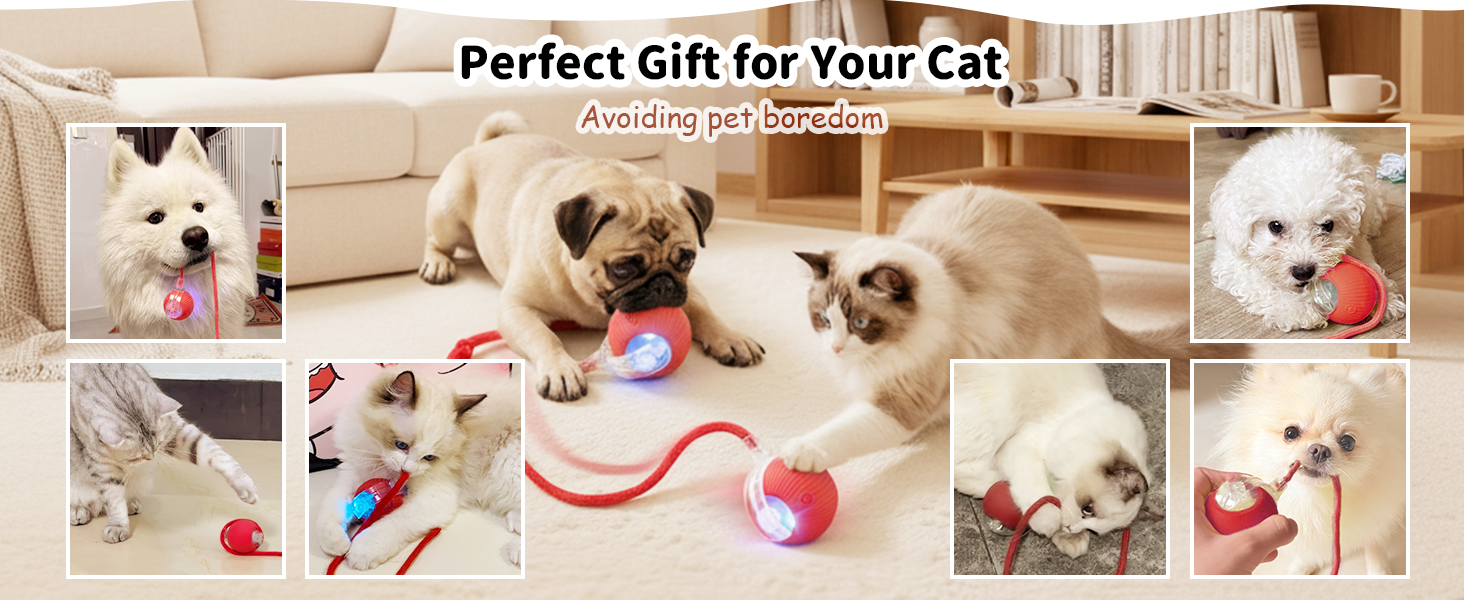 keep your cat company