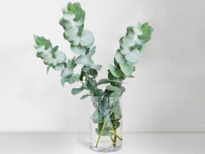 eucalyptus stems