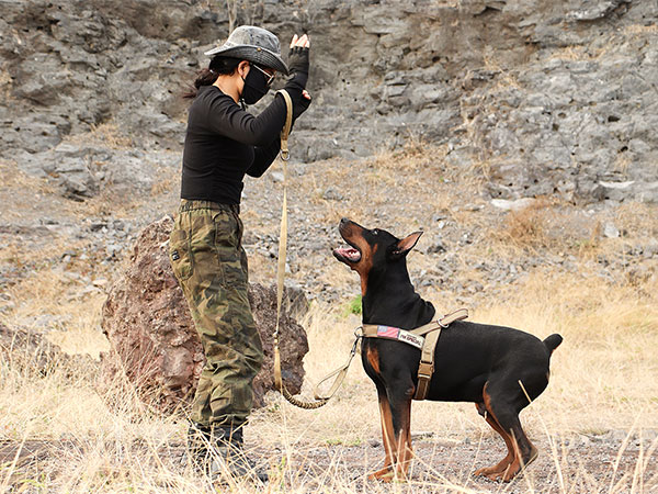 tactical dog harness