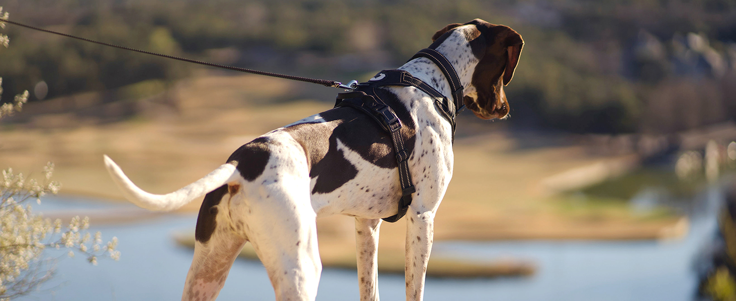 dog harness