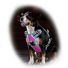 dog harness