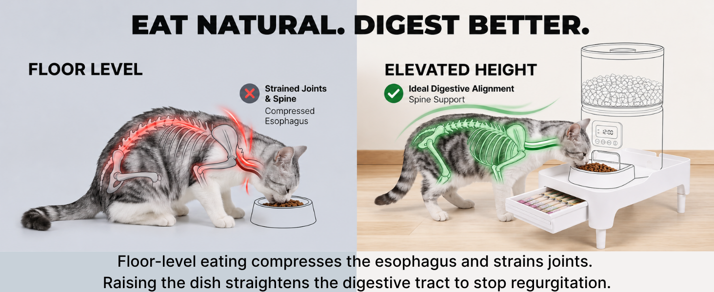 Ergonomic raised cat food stand preventing pet vomiting indigestion and spine strain