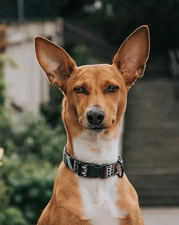 Embark Harness