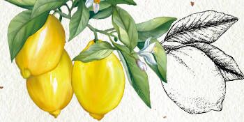 Sicilian Lemon Scent