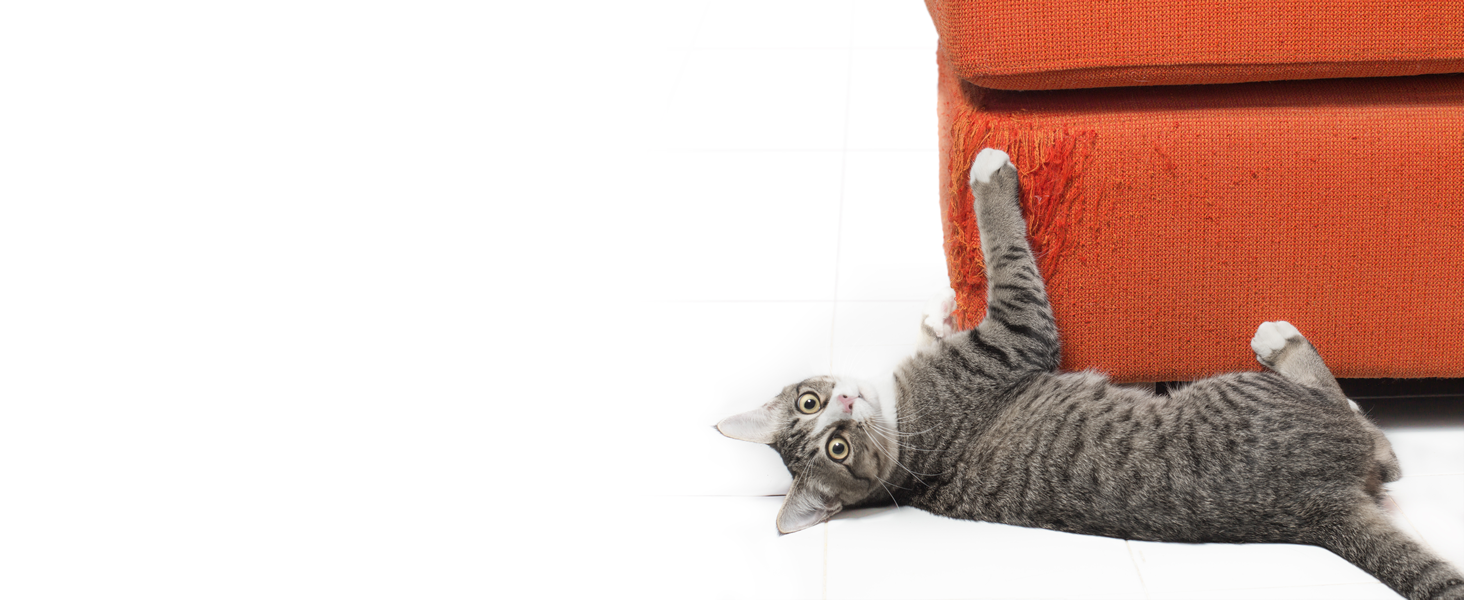 Why indoor cats often scratch furniture