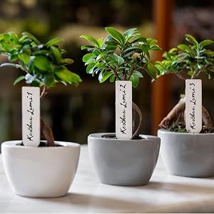 plastic plant tags