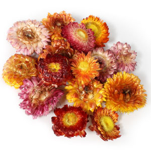 Colorful Chysanthemum
