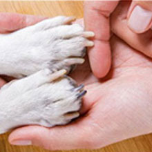 2026 New Ultra Quiet Pets Nail Grinder