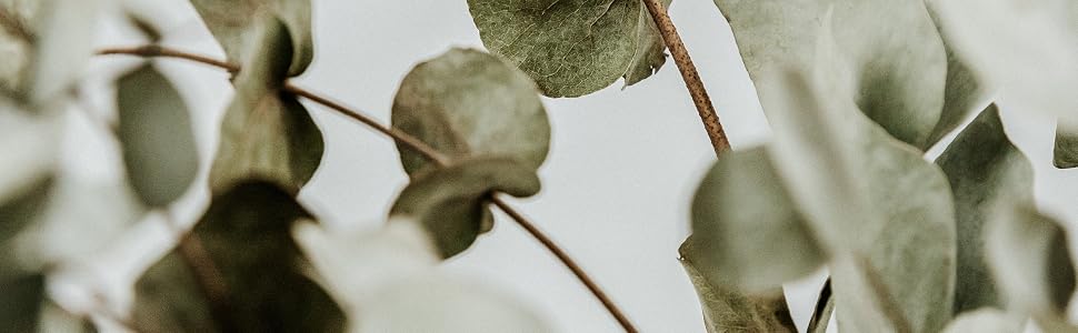 Close up of eucalyptus leaves.