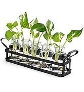 Mkono Propagation Stations with Metal Stand, Desktop Plant Terrarium Glass Planter Vase for Hydro...