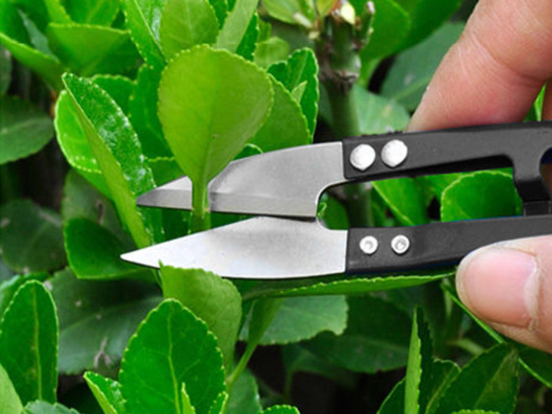succulent tools