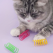 cat birthday