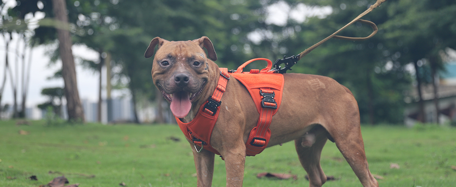 dog vest orange