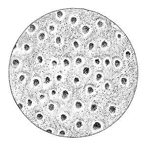 Image of Tooth without Rennou