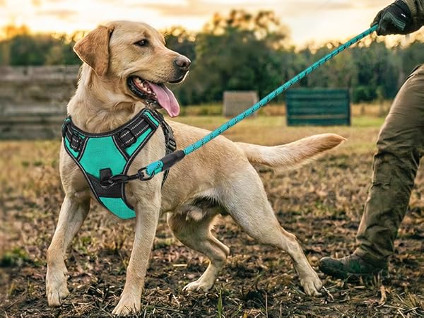 dog harness