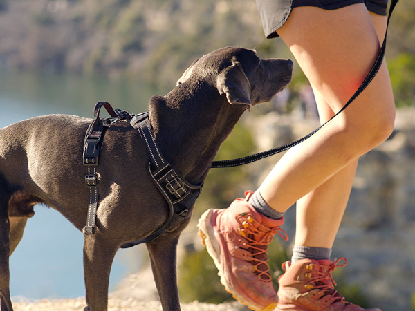 dog harness