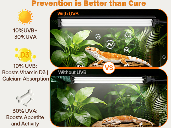 UVB Reptile Light can Vitamin D3 synthesis, calcium absorption, Metabolic Bone Disease prevention