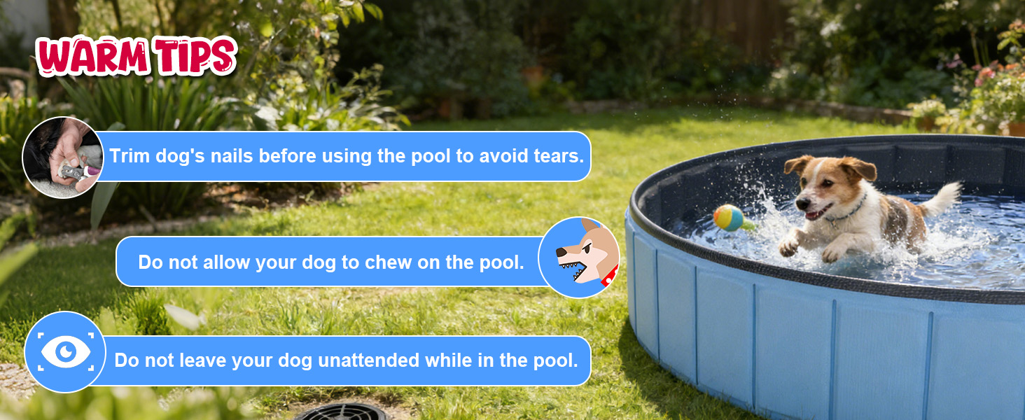 dog pool