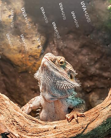 reptile light bulb