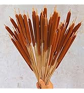 Dried Natural Brown Cattails Flowers - 20PCS Real Broadleaf Pencil Cattail Stems Bundles, 17'' Bu...