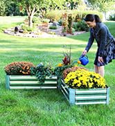 Woman watering mum flowers and other plants in a raised metal garden bed in a summer backyard