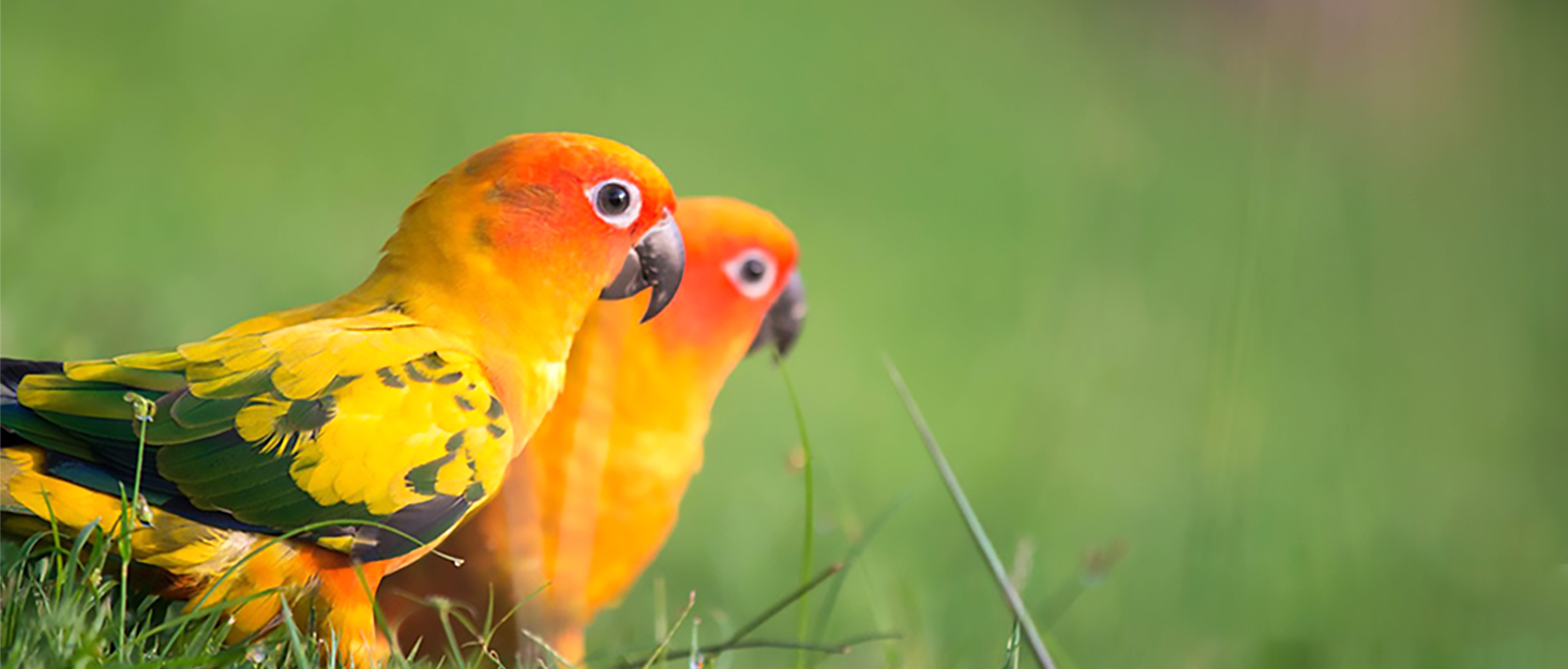 DAOENY BIRD SUPPLIES
