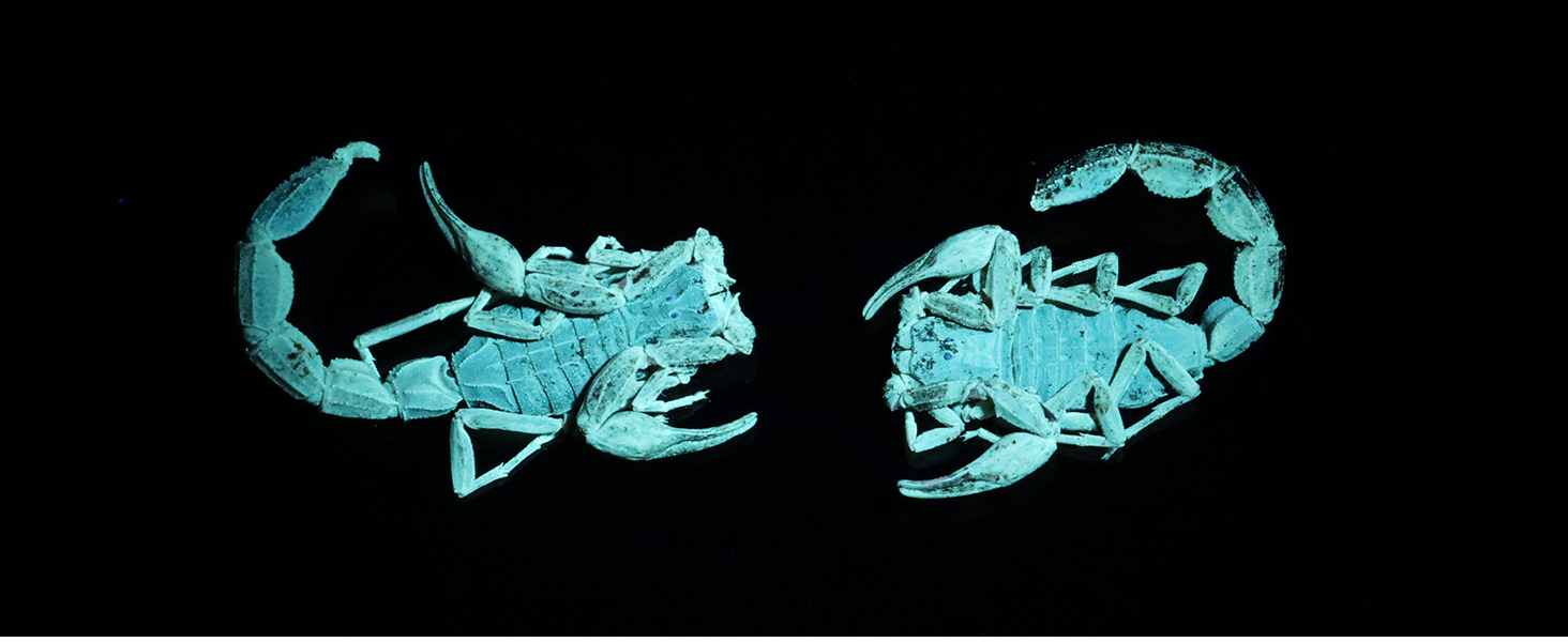 Scorpions Finder