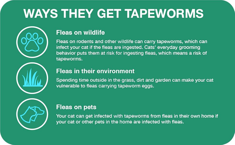 How do cats get worms?