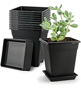 BTPLASTIK Square Plastic Planter 8 Inch, Plant Pots with Drainage Hole & Tray, 10 Pack Modern Dec...