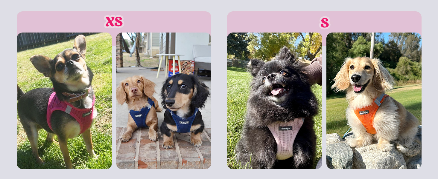 Dog Harness for small dogs