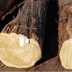 Hinoki A+ 3 images 1